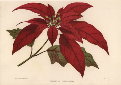 Poinsettia, Euphorbia Pulcherrima by Unknown